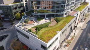New City Green Roofing Project